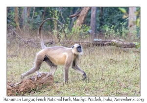 Hanuman Langur