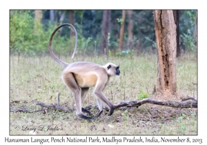 Hanuman Langur