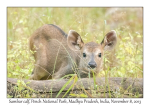 Sambar, calf