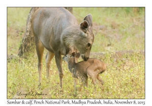 Sambar, female & calf