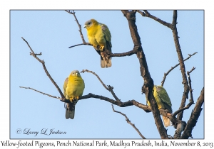 Yelow-footed Pigeons