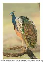 Indian Peafowl, male