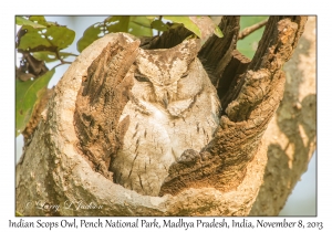 Indian Scops Owl