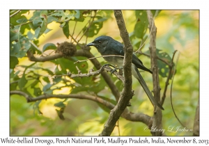 White-bellied Drongo
