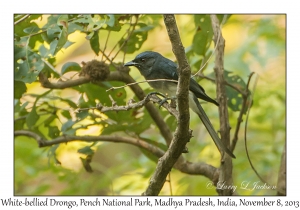 White-bellied Drongo