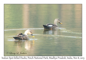 Indian Spot-billed Ducks