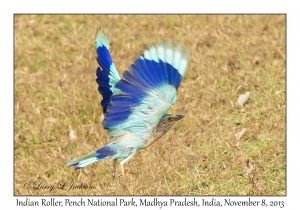 Indian Roller