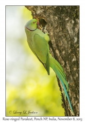 Rose-ringed Parakeet