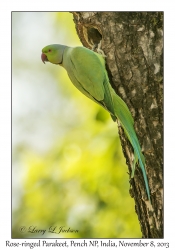 Rose-ringed Parakeet