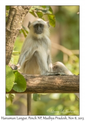 Hanuman Langur