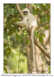 Hanuman Langur