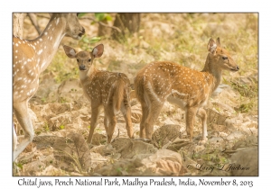 Chital, juveniles