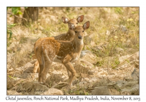 Chital, juveniles