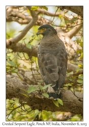 Crested Serpent Eagle