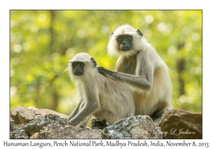 Hanuman Langurs