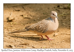 Spotted Dove