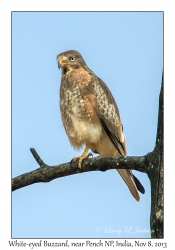 White-eyed Buzzard