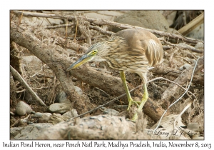 Indian Pond Heron