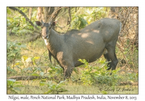 Nilgai, male