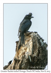 Greater Racket-tailed Drongo