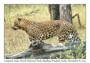 Leopard, male