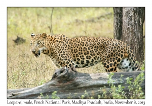 Leopard, male