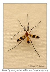 Crane Fly, male