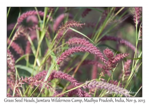 Grass Seed Heads