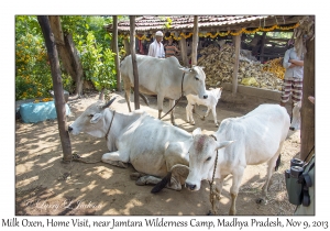 Milk Oxen, Home Visit