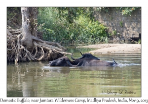 Domestic Buffalo