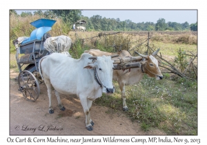 Ox Cart & Corn Machine