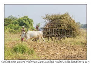 Ox Cart