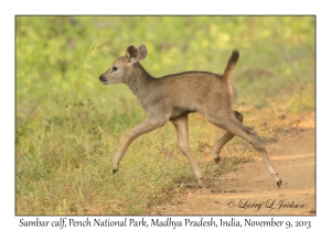 Sambar, calf