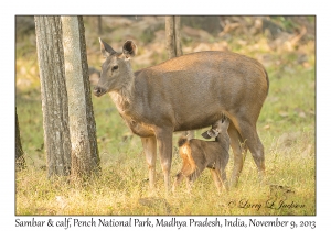 Sambar, female & calf