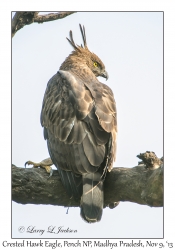 Crested Hawk Eagle