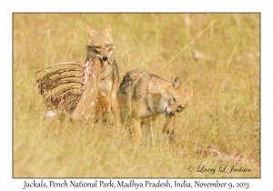 Jackals at Chital carcass