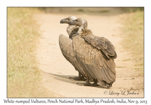 White-rumped Vultures