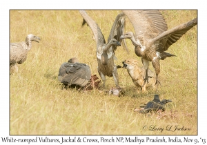White-rumped Vultures, Jackal and Indian Jungle Crows