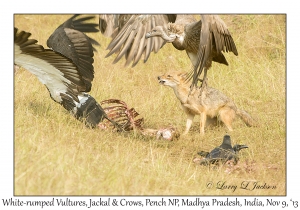 White-rumped Vultures, Jackal and Indian Jungle Crows