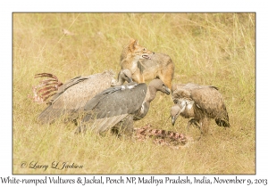 White-rumped Vultures & Jackal