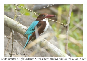 White-throated Kingfisher