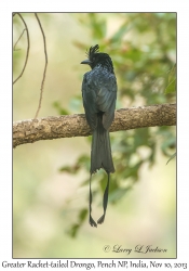 Greater Racket-tailed Drongo