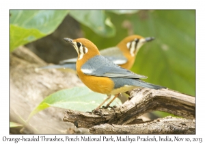 Orange-headed Thrushes