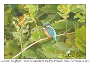 Common Kingfisher