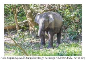 Asian Elephant, juvenile