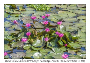 Water Lilies