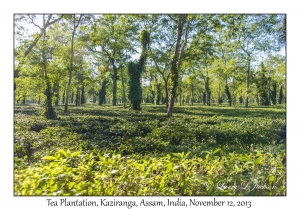 Tea Plantation