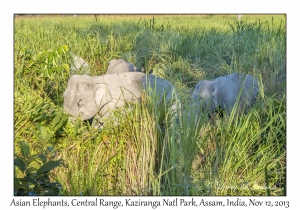 Asian Elephants