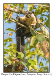 Malayan Giant Squirrel