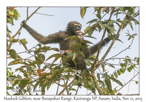 Hoolock Gibbon